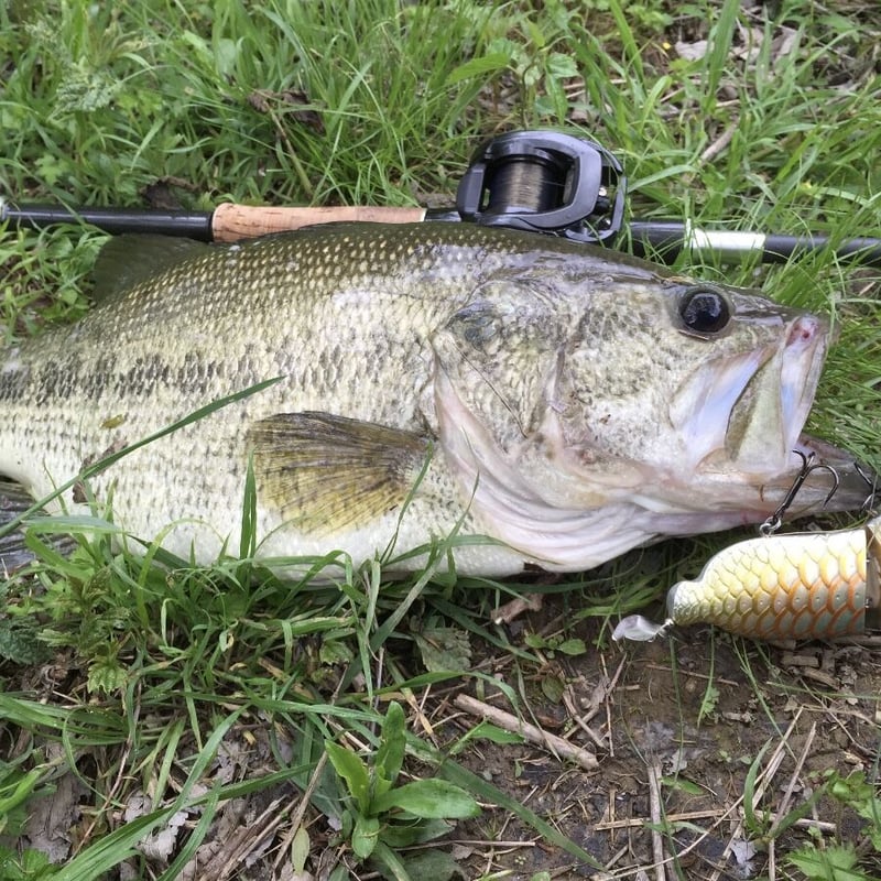 AROWANIA-アロワナグラフィック bayside.aqua #神奈川県 #戸塚 #日本最大級大型魚専門店