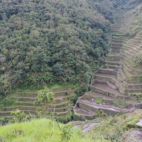 自然音CDー世界遺産の棚田の音風景『BATAD - The rice terraces, Philippines』