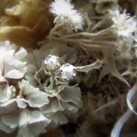Seeds of change Pierced/Acoya Pearl-アコヤ真珠-