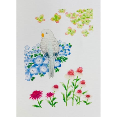 レディースTシャツ☆ネモフィラとオキナ