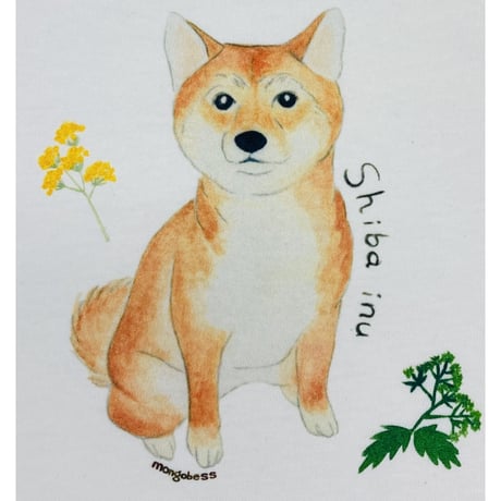 レディスTシャツ☆柴犬