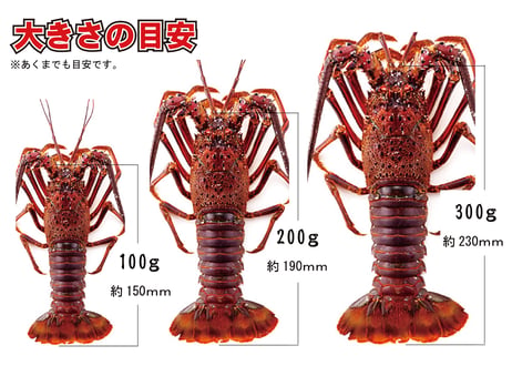 活〆冷凍伊勢海老