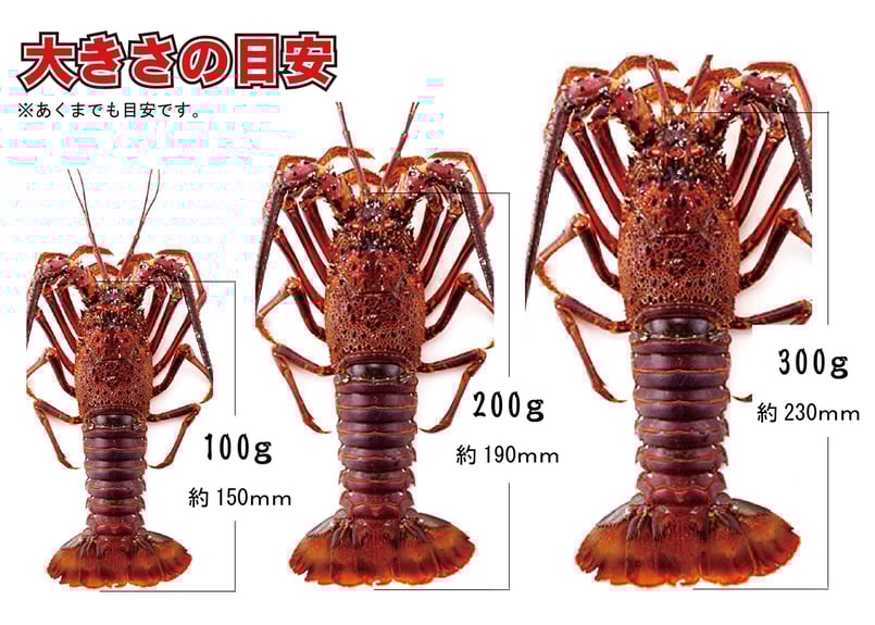 いせえび (天然活き伊勢海老・生きたまま届く1kgの特大サイズ いせえび (天然活き伊勢海老・生きたまま届く1kgの特大サイズ