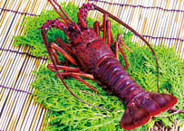 活〆冷凍伊勢海老