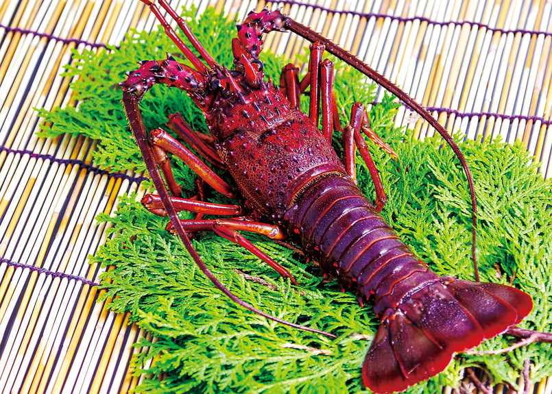 活〆冷凍伊勢海老 | かねちょう水産 オンラインショップ 活〆冷凍伊勢海老 | かねちょう水産 オンラインショップ