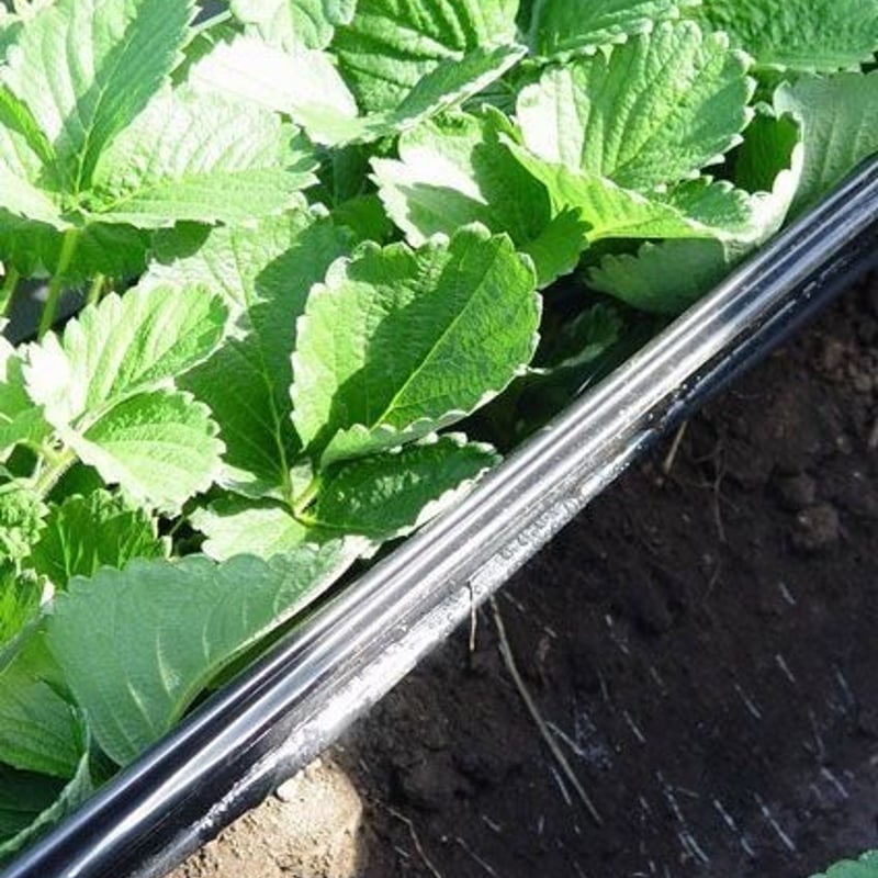 れおんの根っこ これらの根っこは何から？ : r/GardeningUK