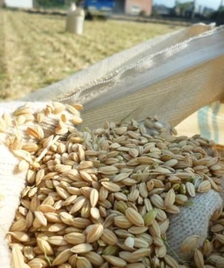 うきは産 自然栽培米　2025年産 玄米（ひのひかり） 5kg