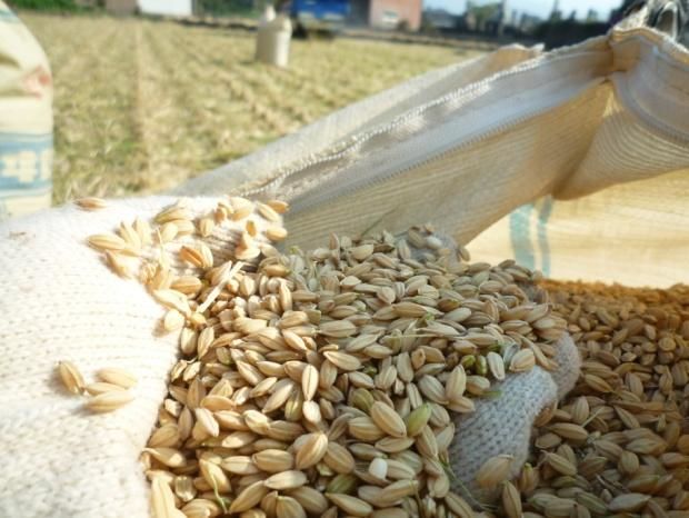 うきは産 自然栽培 2024年産 玄米（ひのひかり） 5kg【おひとり