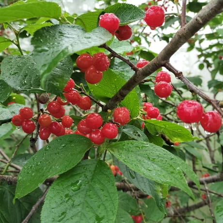 フルーツ・果実 aiai 恵みのしずく[西洋菓子鹿鳴館]