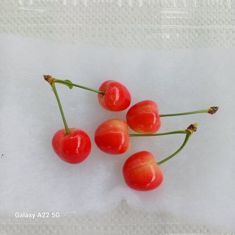 自然農法果樹園アイアイファーム