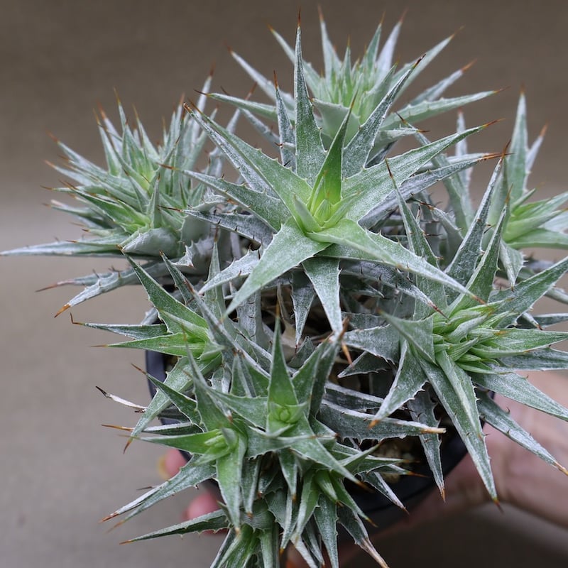 原種 デウテロコニア Deuterocohnia sp from JM デウテロコニア sp. ／Deuterocohnia sp. no.50234 | 芽の巣山