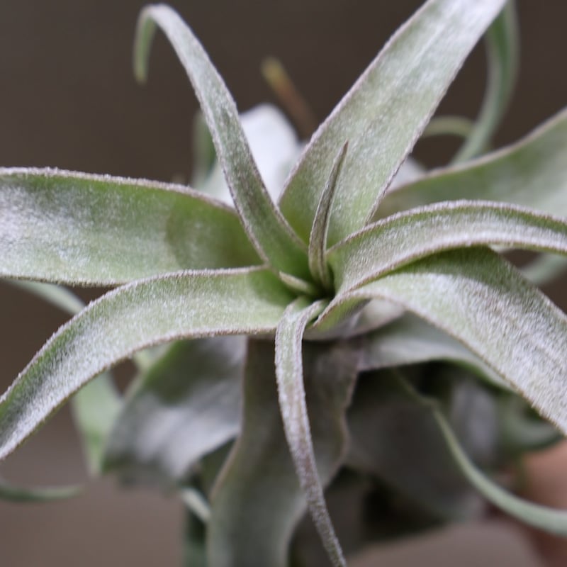 ストレプトフィラ 22号 | air-plants TENGU-DO