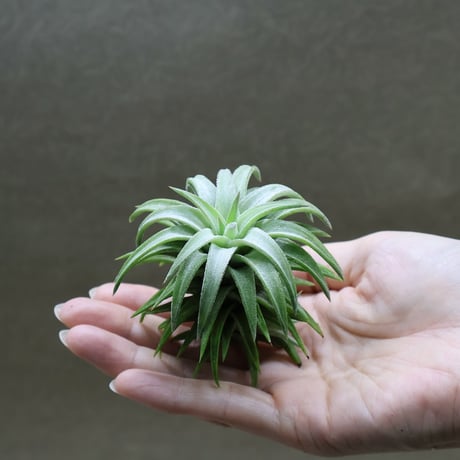 CATEGORY 品種名：I/J/K/L | air-plants TENGU-DO