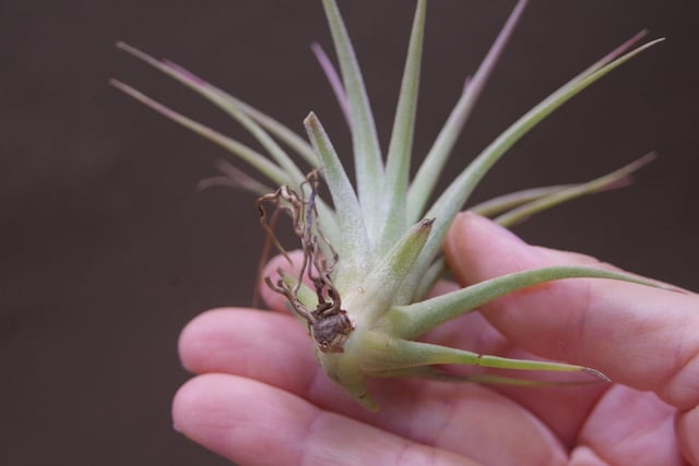 イオナンタ ファットボーイ Sサイズ20号 | air-plants TENGU-DO
