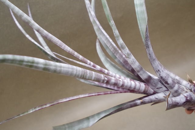 超希少❗️縞模様❗️サイズ特大❗️チランジア　ヒルダエ✨ fit=scale-down,w=1200