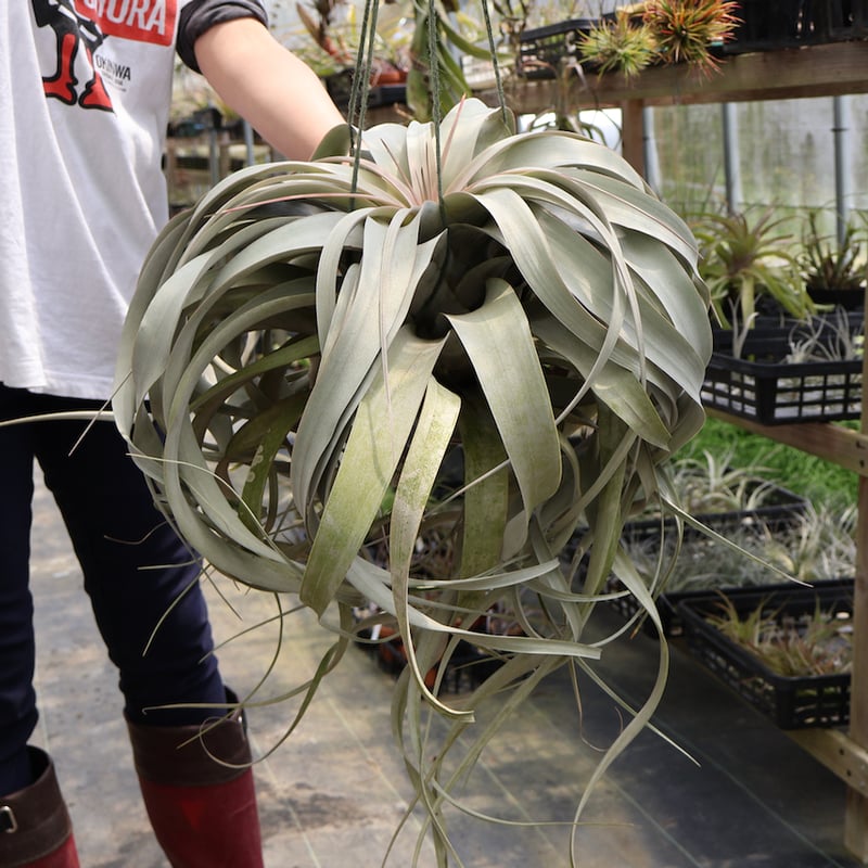 キセログラフィカ 特大2XLサイズ 05号 | air-plants TENGU-DO