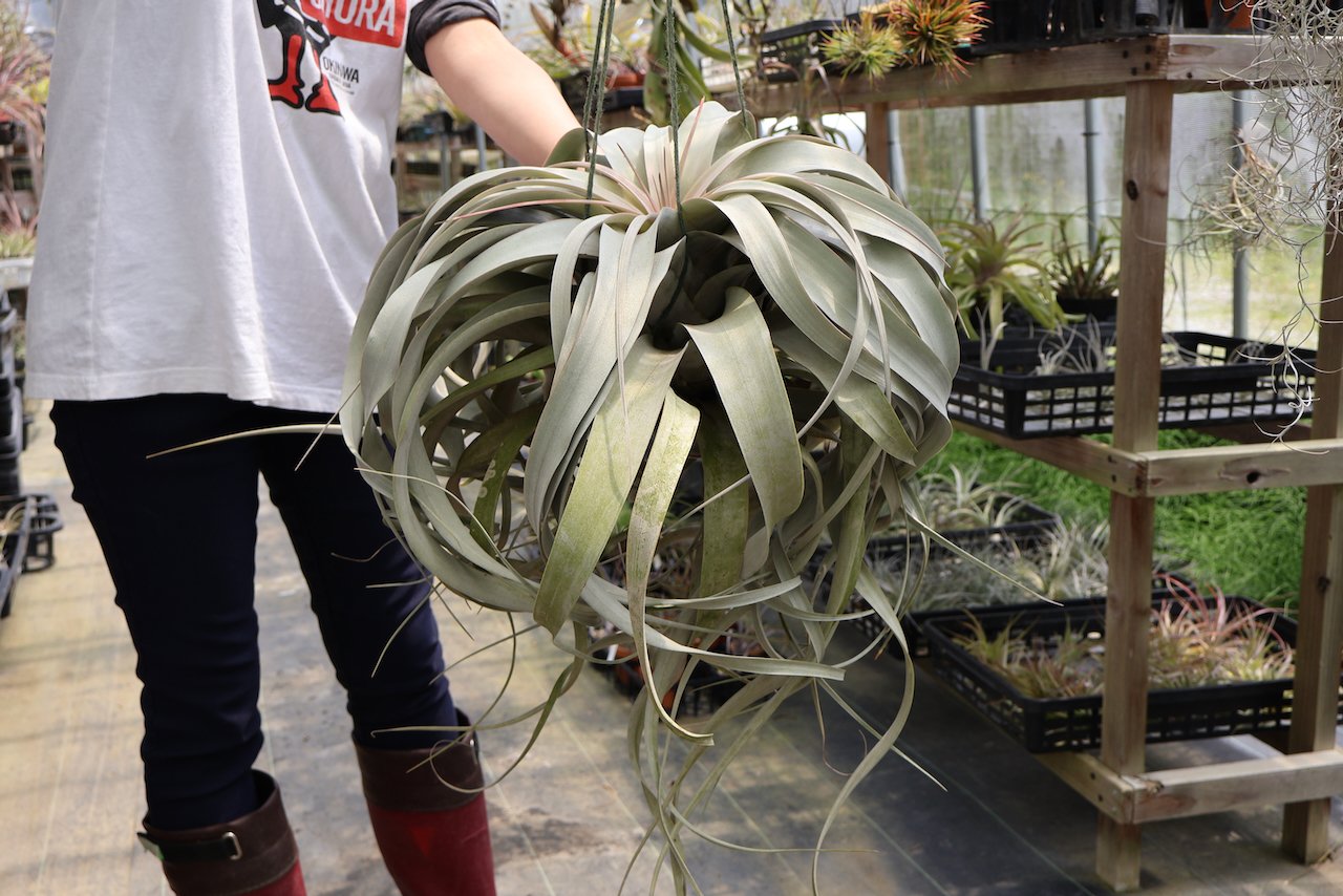 キセログラフィカ 特大2XLサイズ 05号 | air-plants TENGU-DO