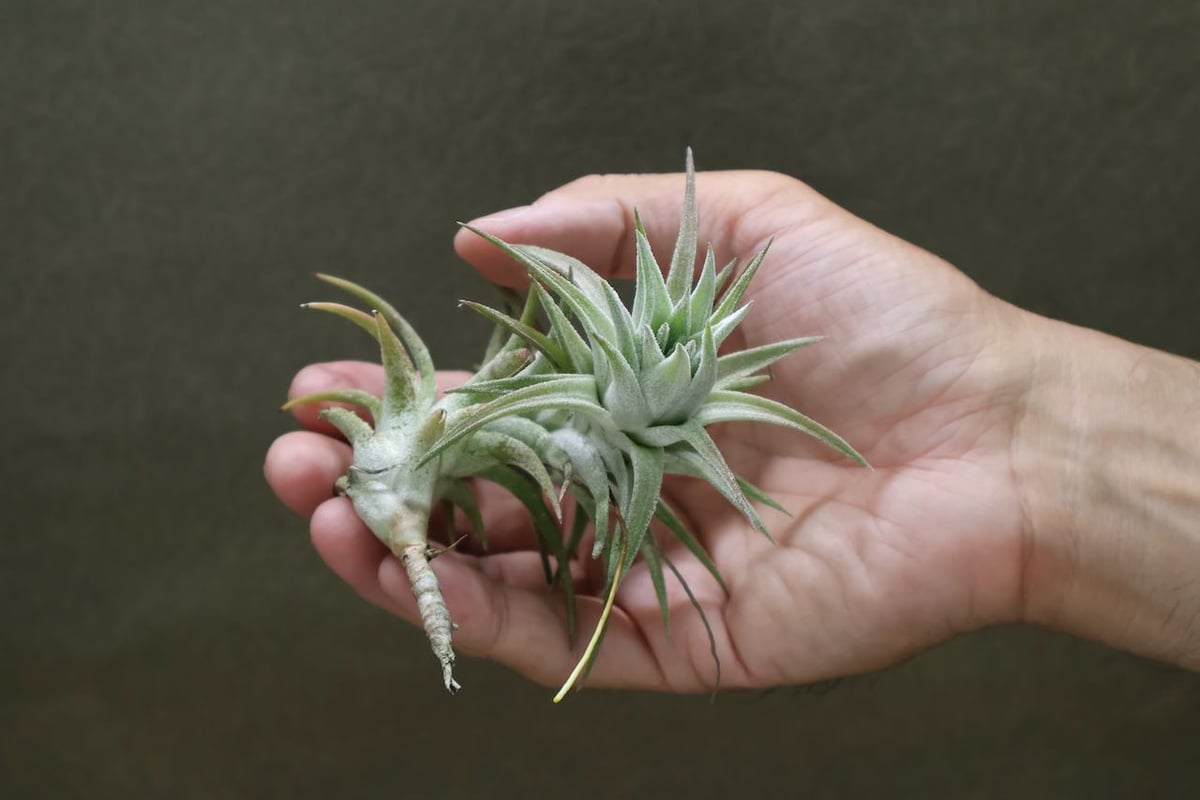 イオナンタ バンハイニンギー 47号 | air-plants TENGU-DO イオナンタ バンハイニンギー 47号 | air-plants TENGU-DO