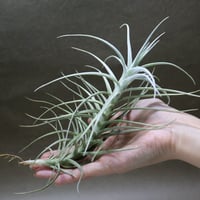 カピタータピーチ XLサイズ 02号 | air-plants TENGU-DO