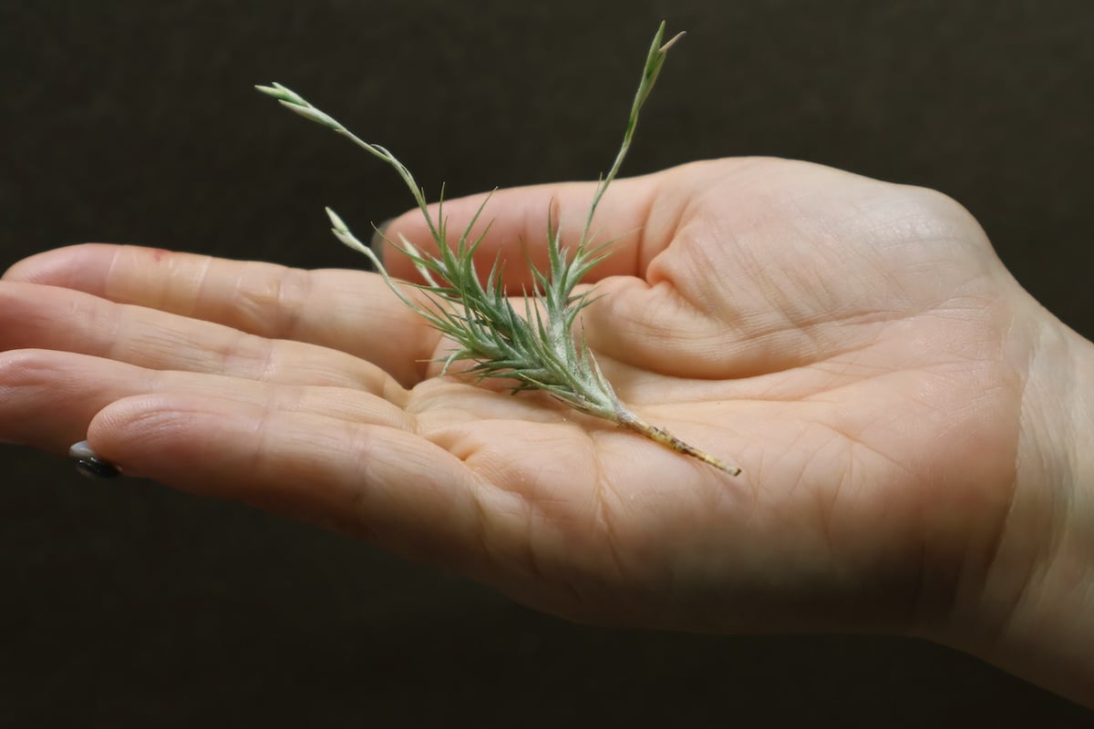 トリコレピス 20号 | air-plants TENGU-DO