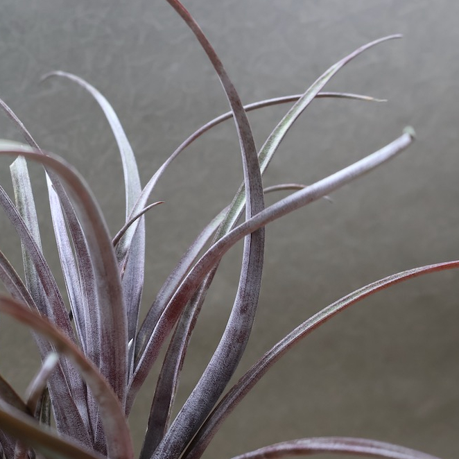カピタータ ドミンゲンシス 43号 | air-plants TENGU-DO