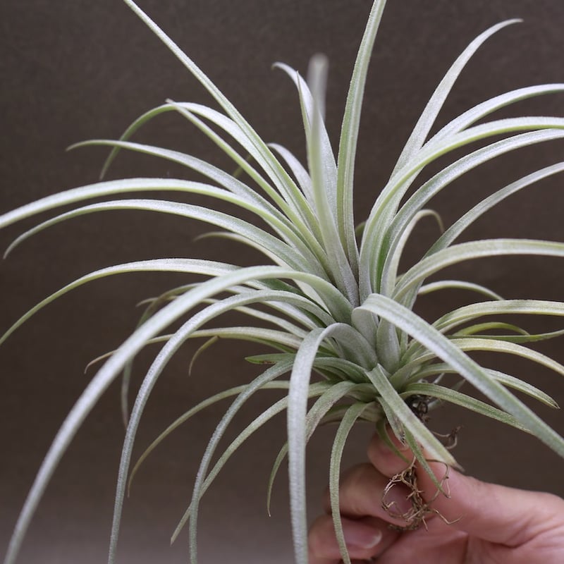 エクセルタ × イオナンタロン 05号 | air-plants TENGU-DO