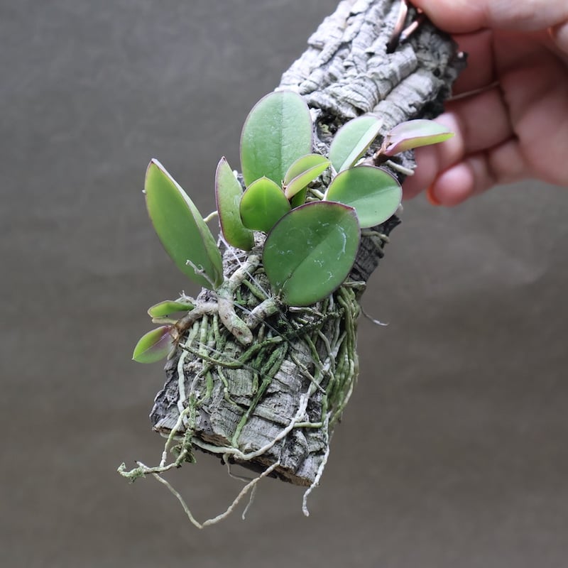 メイラキリウム トリナスツム 01号 | air-plants TENGU-DO