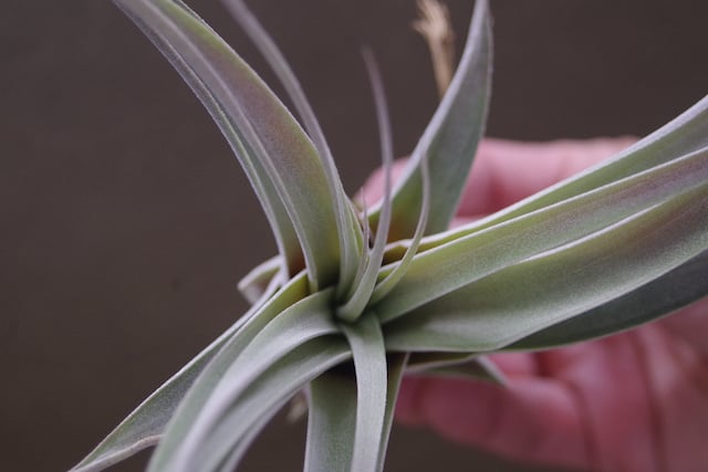 キセログラフィカ × チアペンシス Sサイズ 03号 | air-plants TENGU-DO