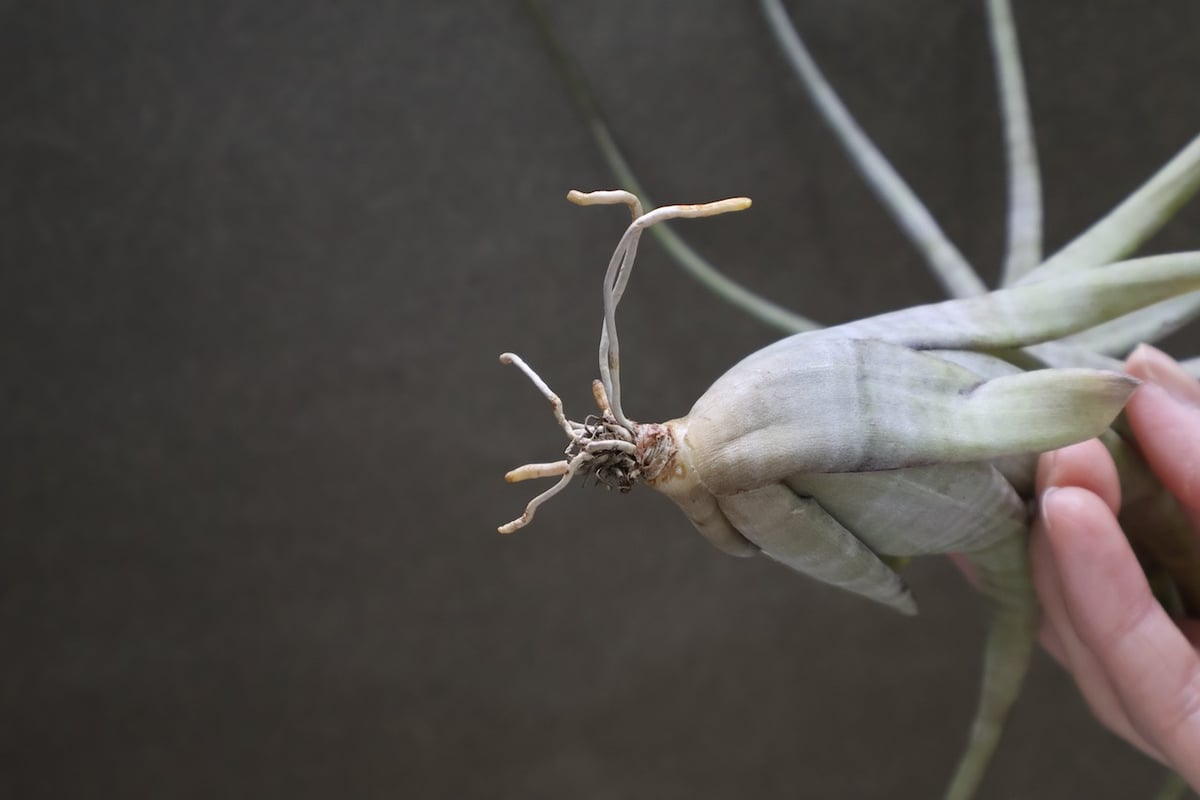 フレクスオーサ 12号 | air-plants TENGU-DO