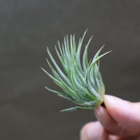 カピタータ ドミンゲンシス 41号 | air-plants TENGU-DO
