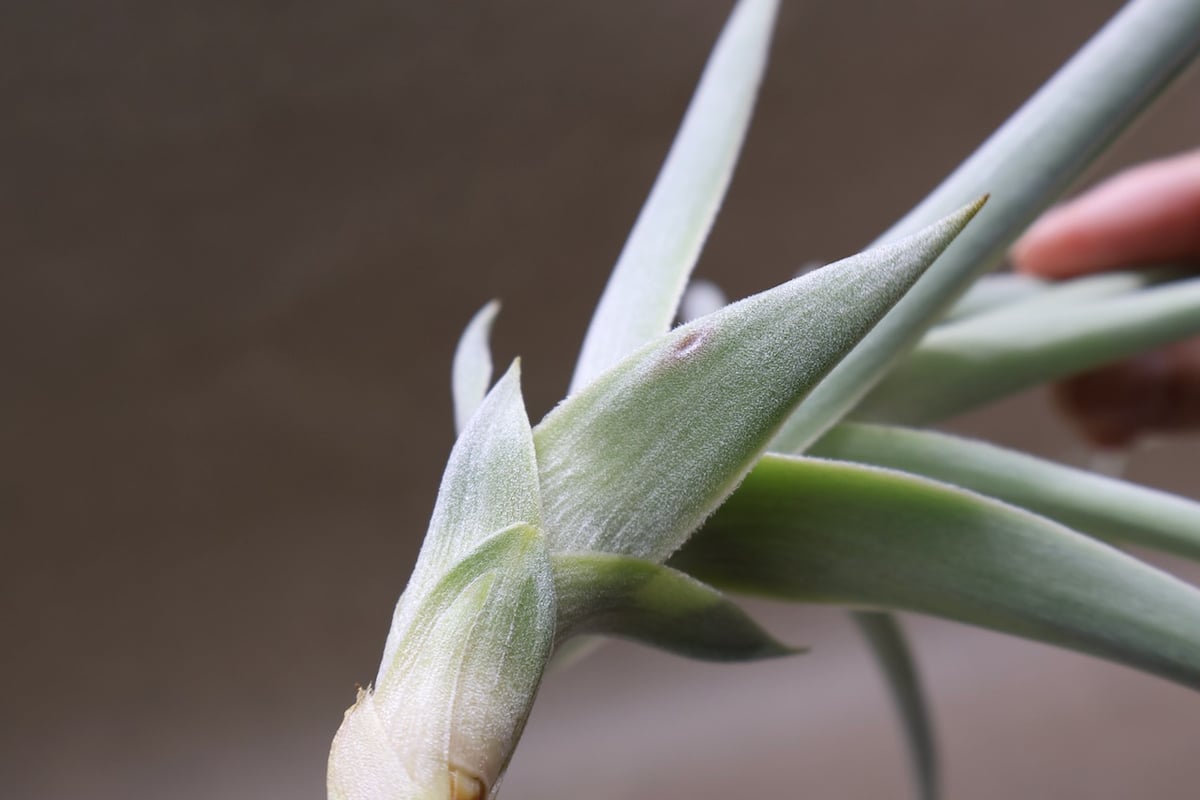 ストラミネア 26号 | air-plants TENGU-DO
