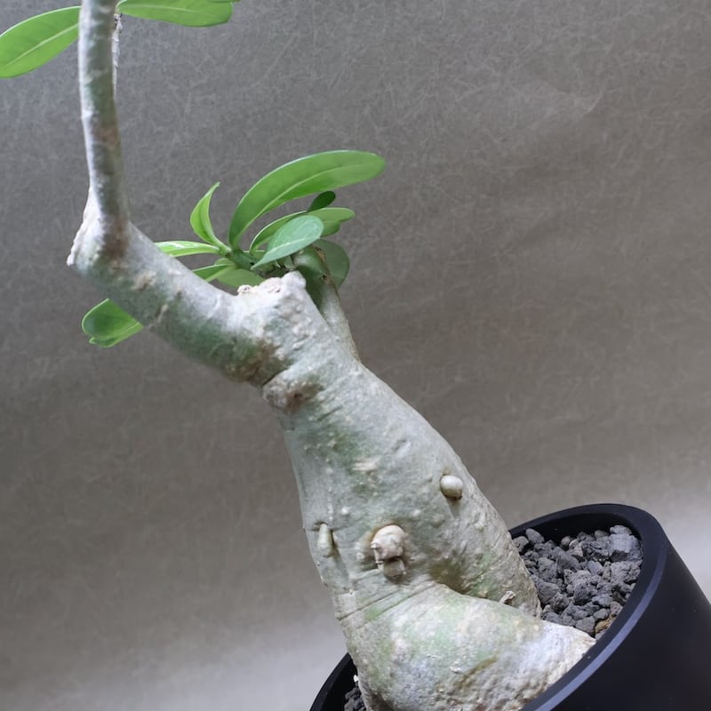 アデニウム オベスム 07号 （鉢サイズ：3.5号程度） | air-plants TENG