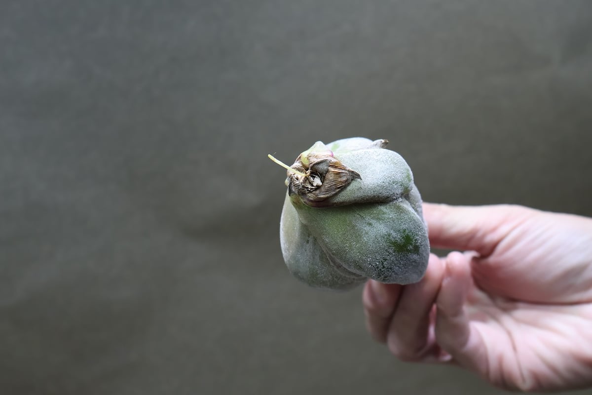 セレリアナ Ssize | air-plants TENGU-DO