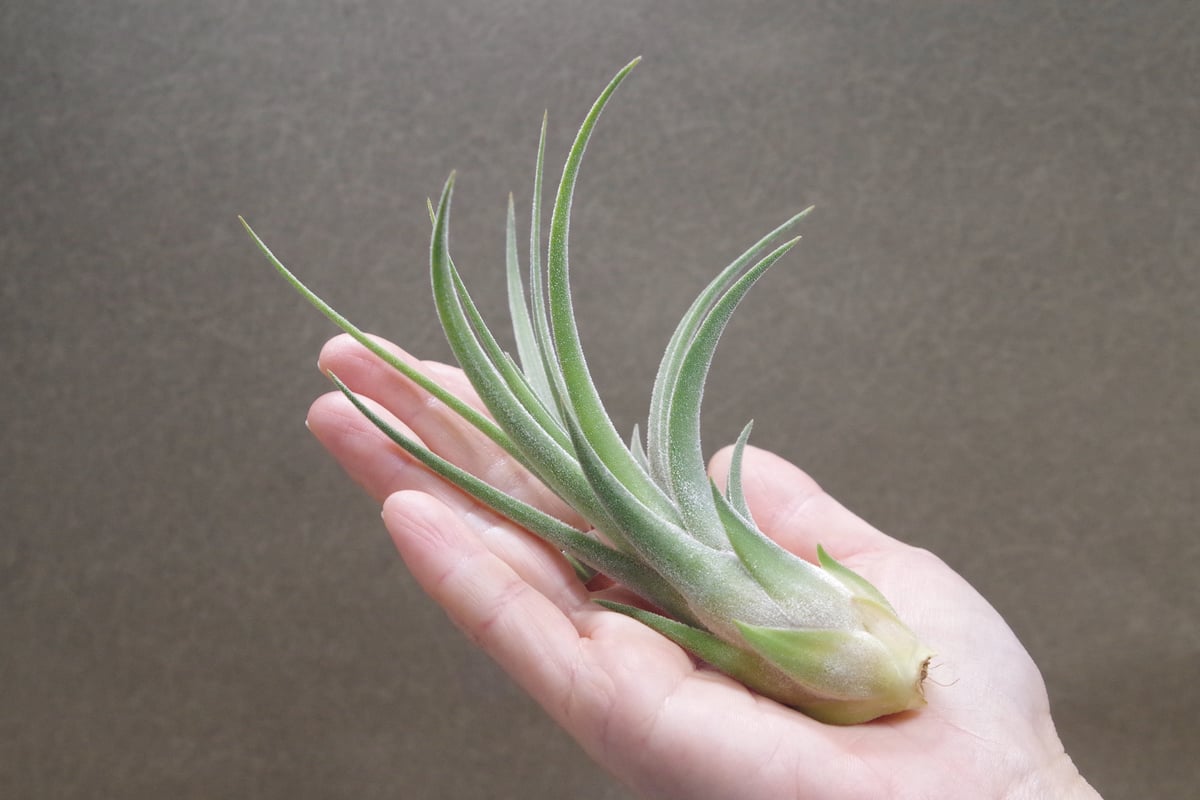チランジア キューティーパイ Tillandsia Cutie Pie Tillandsia Cutie Pie - (T. ehlersiana x pueblensis), Koide