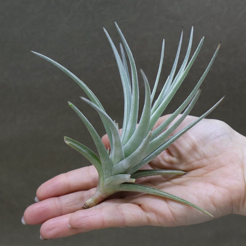ベルメホエンシス 15号 | air-plants TENGU-DO