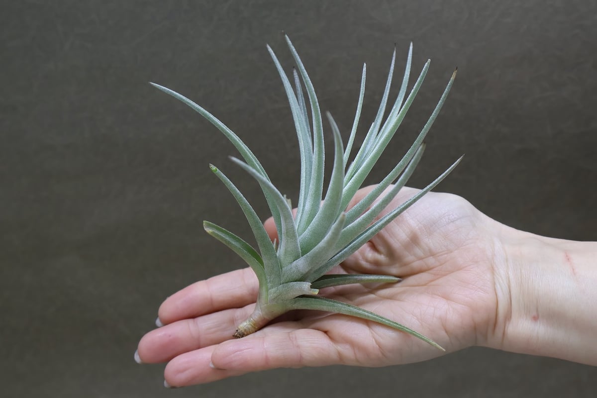 ベルメホエンシス 15号 | air-plants TENGU-DO