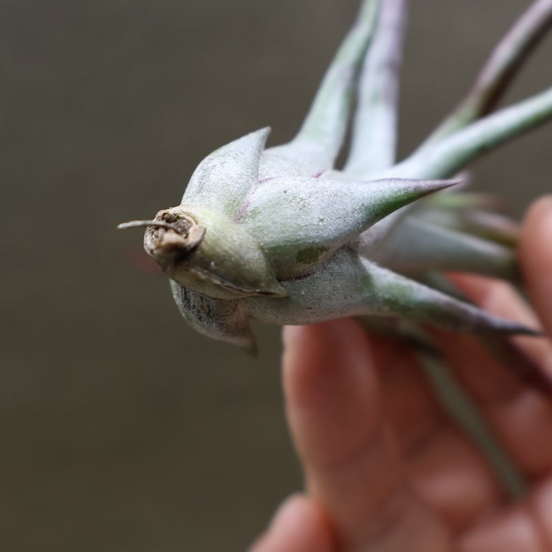 ブルボーサ × イオナンタバンハイニンギー 03号 | air-plants TENGU-DO