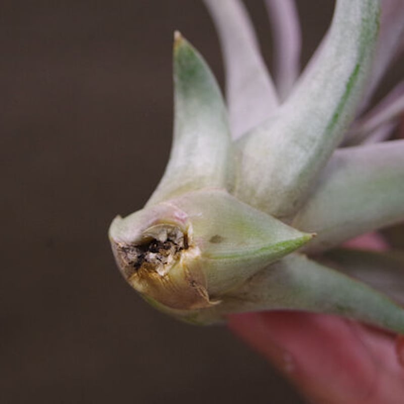 〈菫〉Tillandsia コンコロール x チアペンシス　チランジア チランジア チアペンシス x ベルティナ｜蒲田の皮膚科「ミウスキン