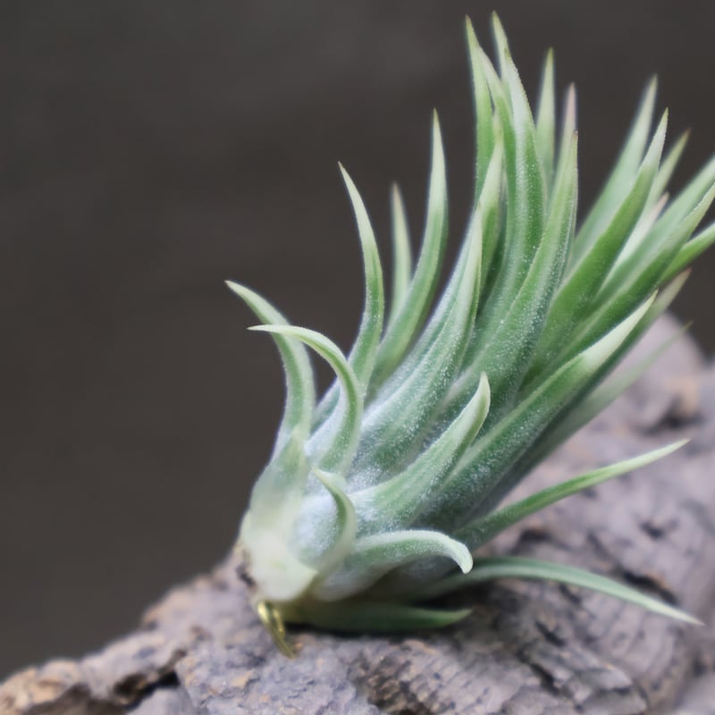イオナンタ アルボマージナータ Sサイズ 42号 | air-plants TENGU-DO