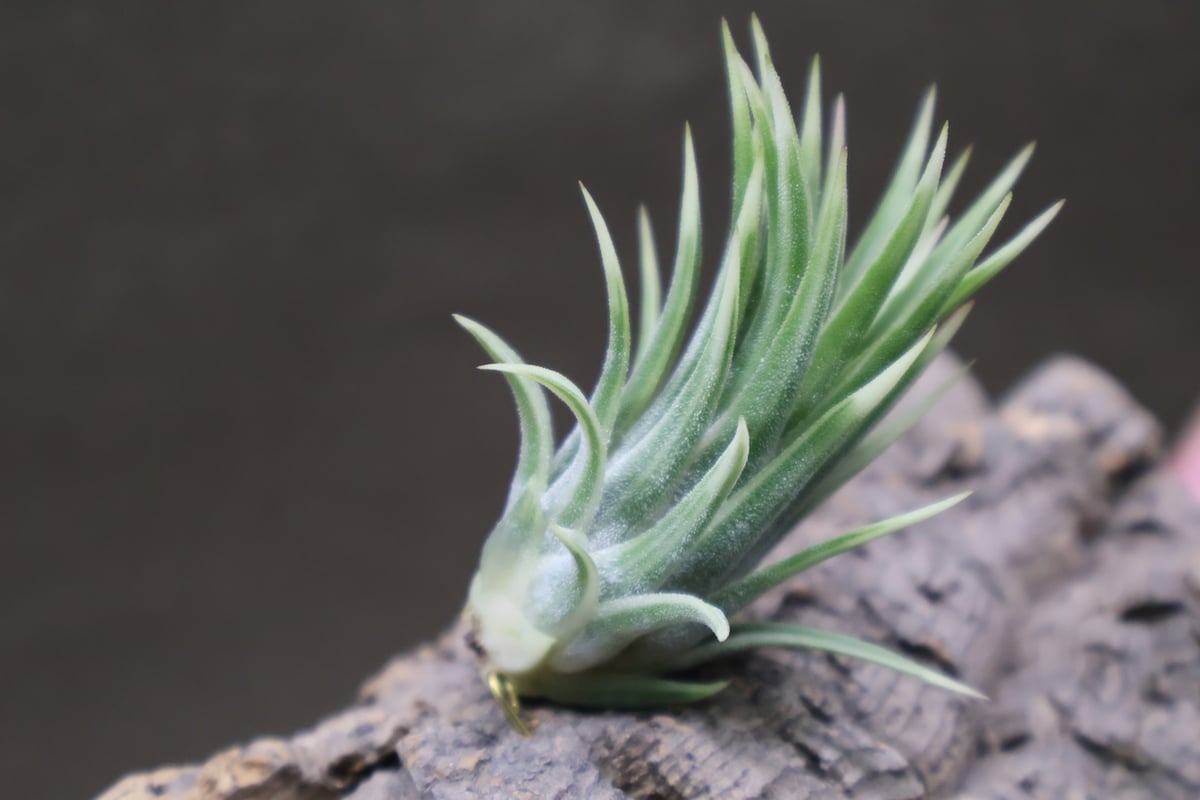 イオナンタ アルボマージナータ Sサイズ 42号 | air-plants TENGU-DO