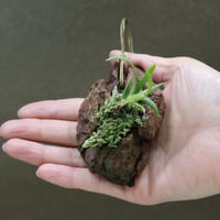 ポダンギス ダクティロセアス 02号