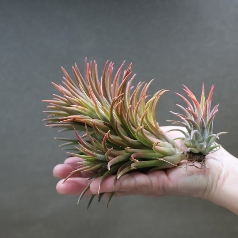イオナンタ ウアメルラ 選抜株 46号 | air-plants TENGU-DO