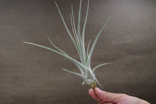 バードロックシンメトリー × ビーコレアレチランジアエアプランツ