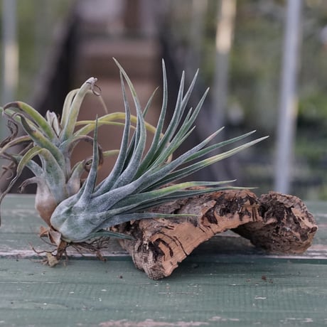 Tillandsia Ramellae 速達発送 Tillandsia Ramellae 速達発送
