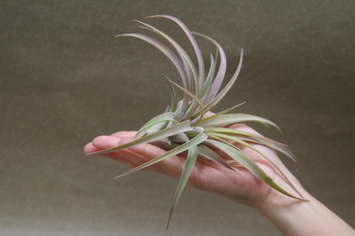 リオホンドエンシス × イオナンタ 09号 | air-plants TENGU-DO