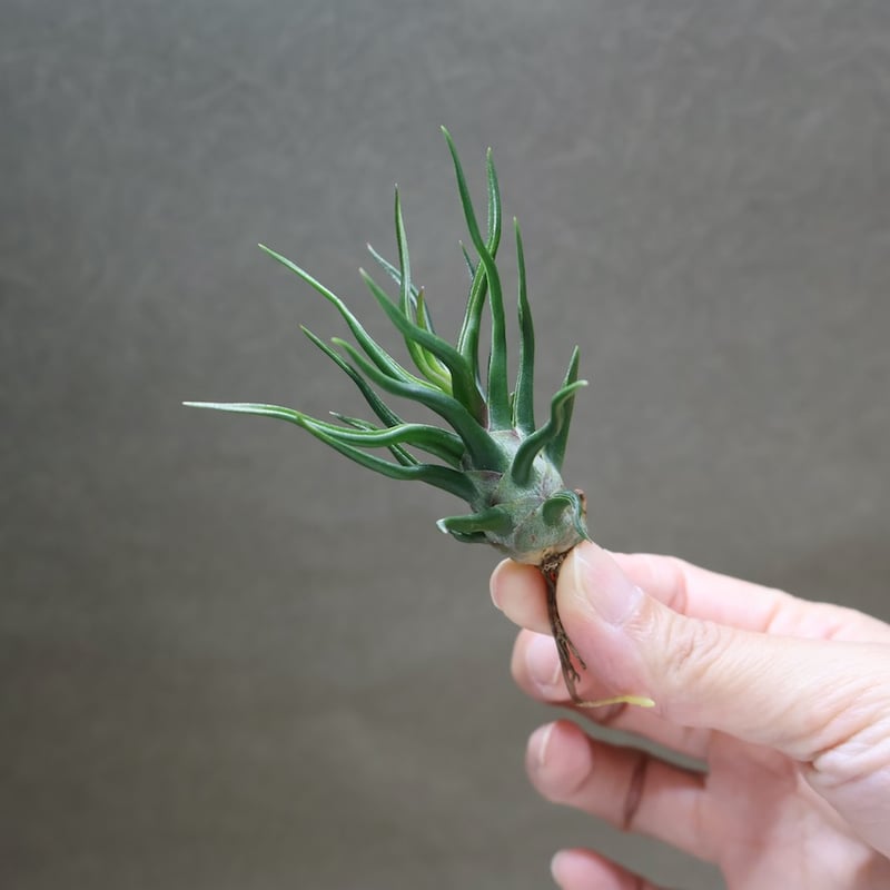 マ*ル様 チランジア ブルボーサタイニーダンサー Tillandsia ティラン ブルボーサ タイニーダンサー | air-plants TENGU-DO