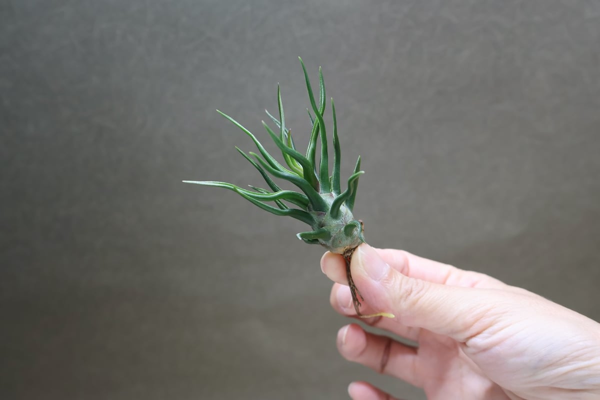 ブルボーサ タイニーダンサー | air-plants TENGU-DO