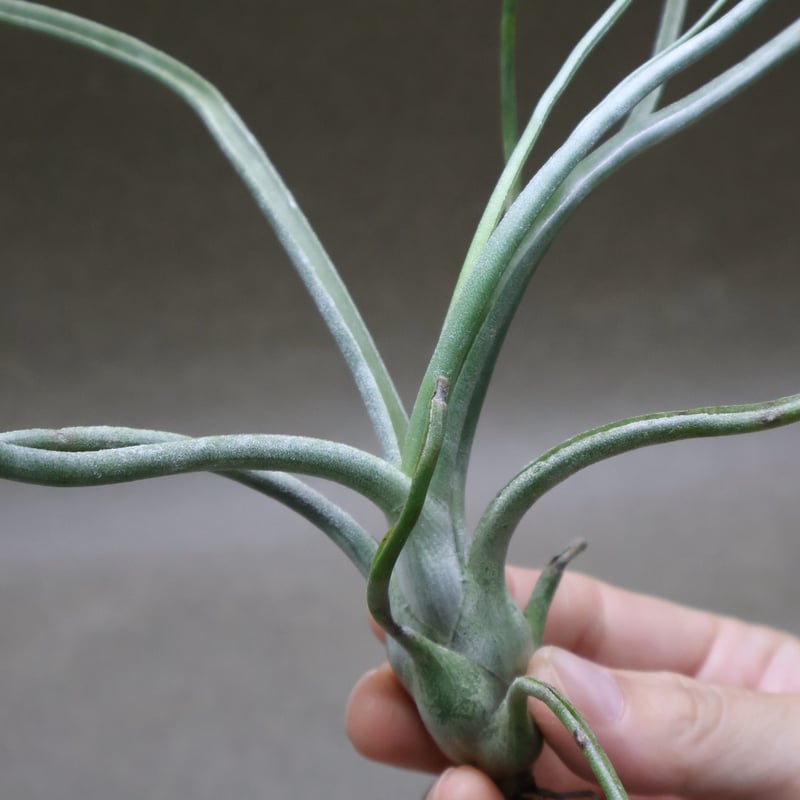 ケイシー（ブルボーサ×ブッツィー）05号 | air-plants TENGU-DO