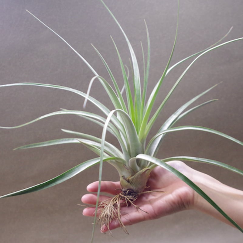 ハリスコモンティコラ 03号 | air-plants TENGU-DO