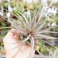 スタッフ特選】ブラキカウロス・シュプリーム | air-plants TENGU-DO
